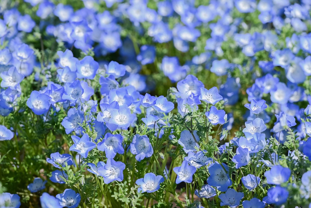 国営昭和記念公園 tweet media