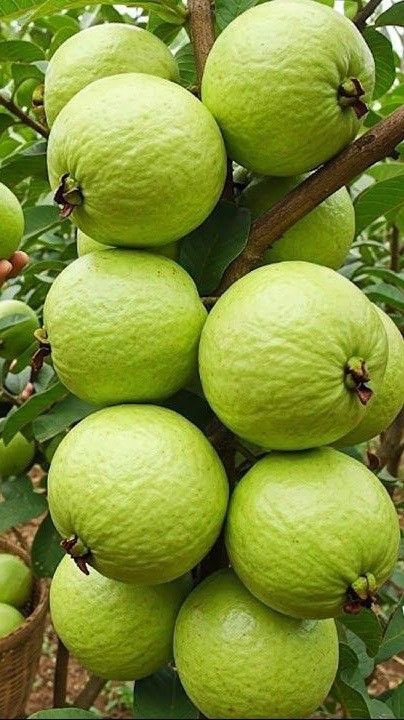 Lillian chioma tweet media