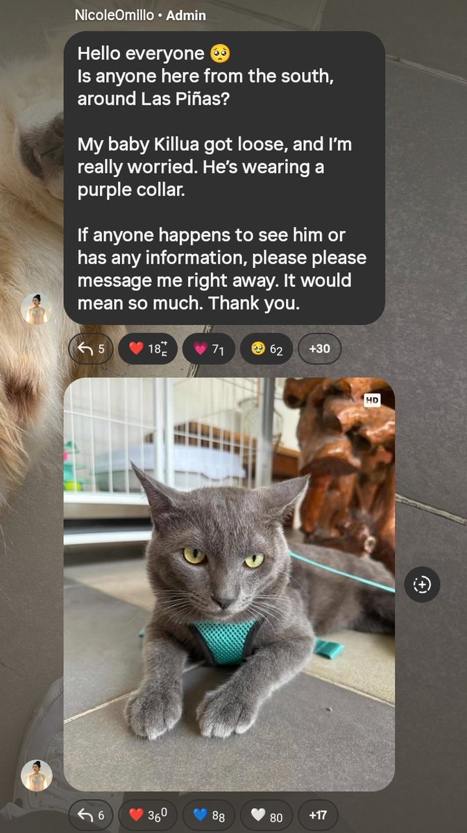 buhoknivia tweet media