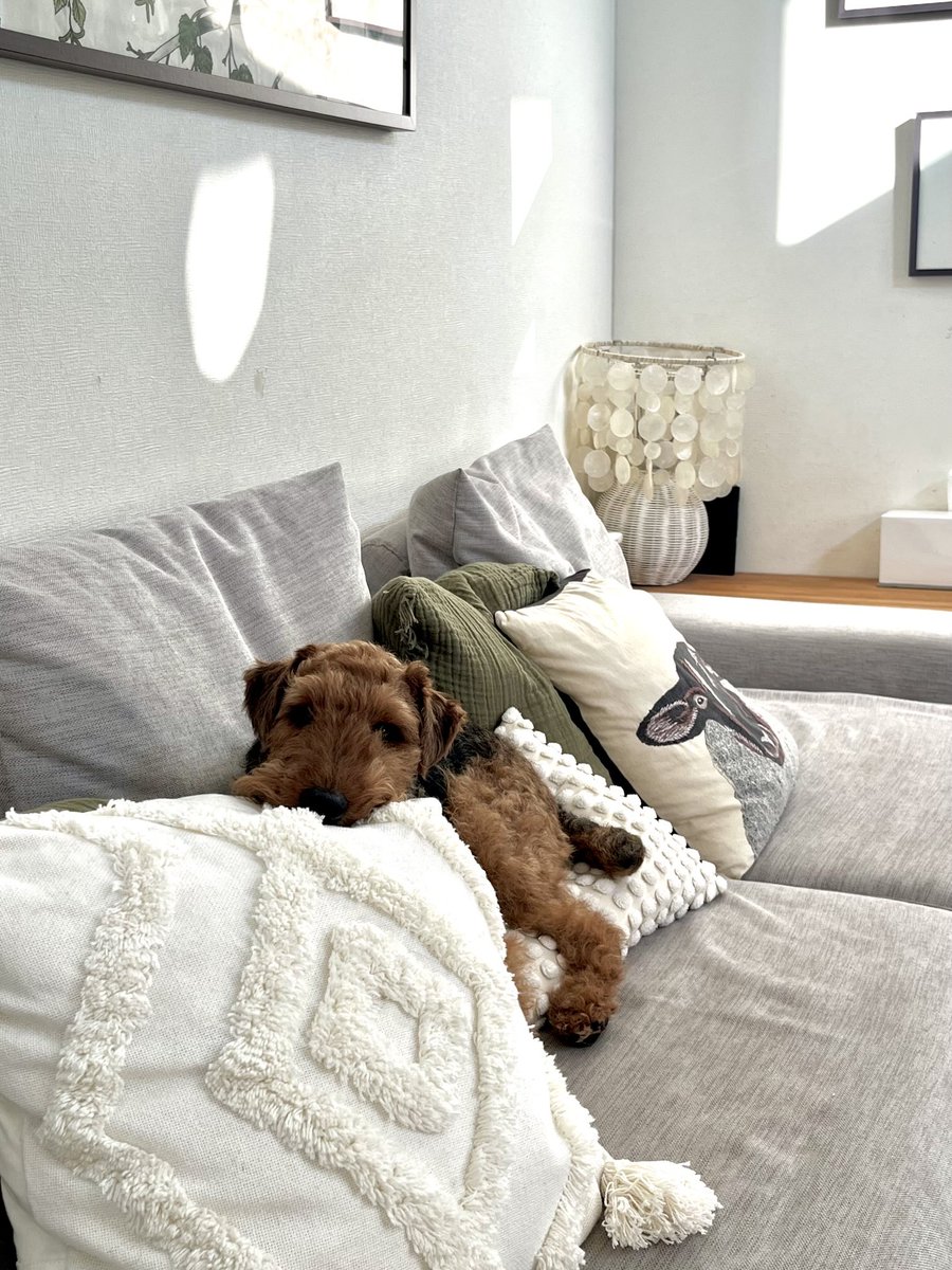 昨日はレナさんの命日でしたが
今日はロキ6歳のおたんじょうび！

素敵な写真撮影もケーキもないけれど
ひとりっ子散歩で好きなだけ好きなとこに行ってきました
夜は鴨肉ディナー🍽️にします

のんびり屋で優しいロキちゃん
いつまでも元気でいてね