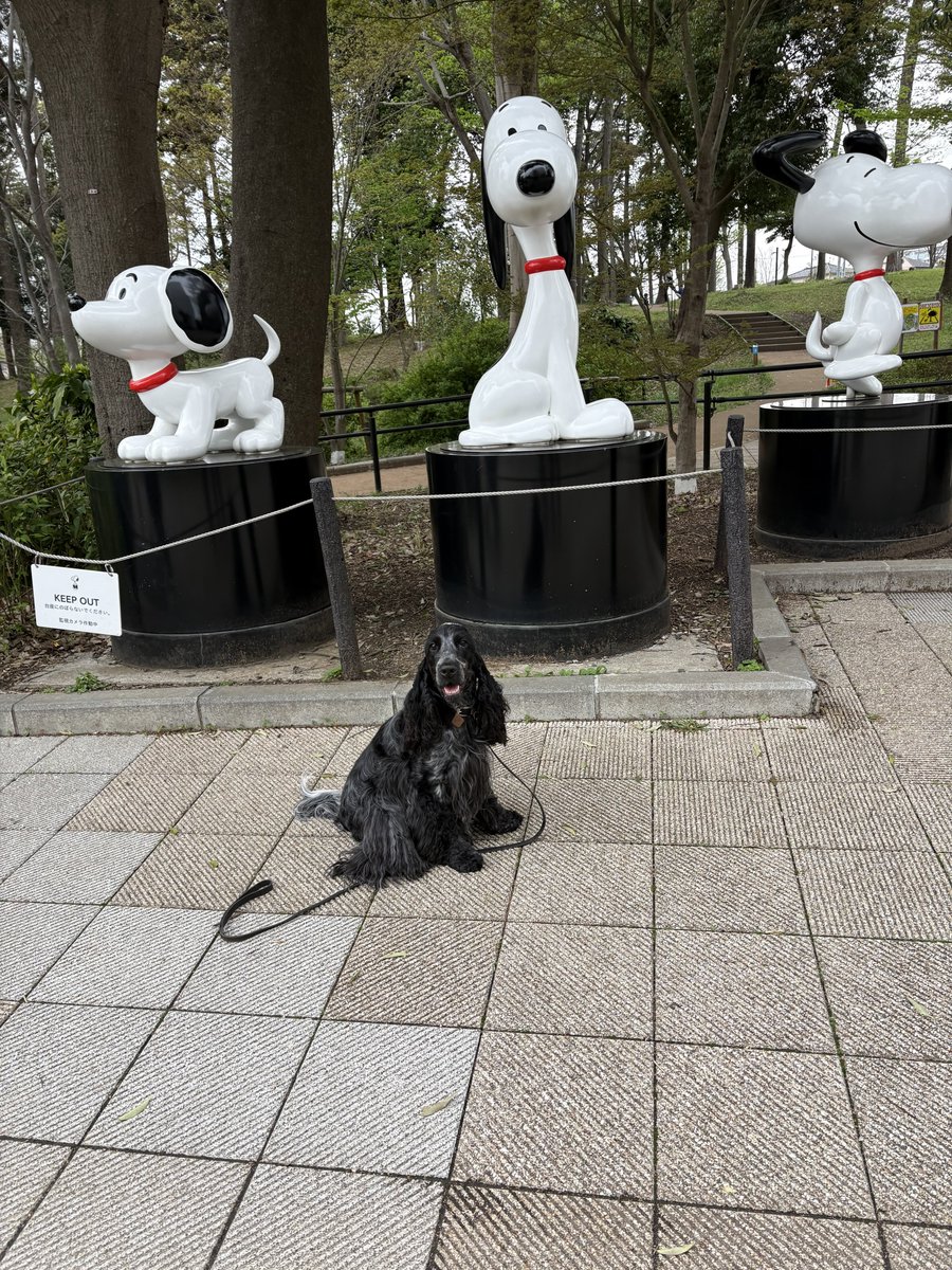 ももう tweet media