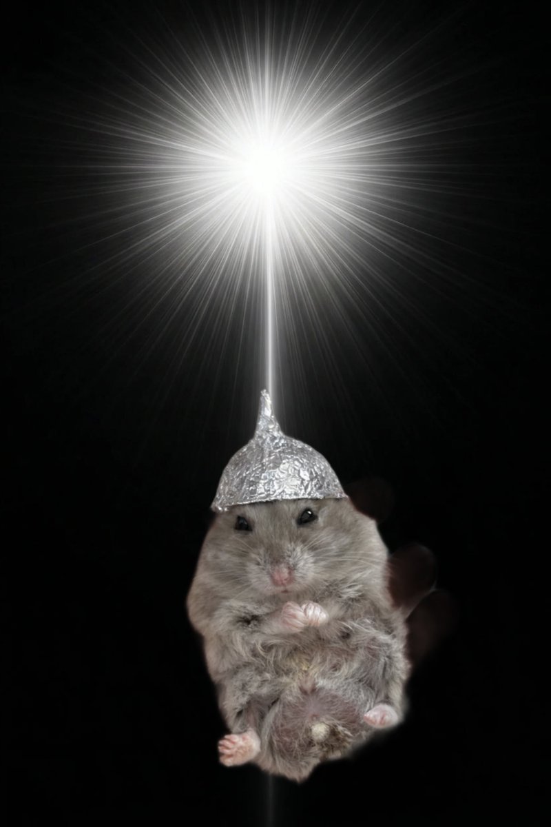 けだまの うんち丸 tweet media