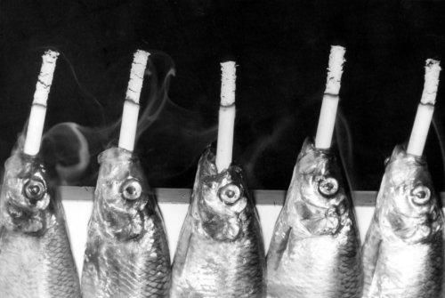 wikigim's tweet photo. Smoked fish... https://t.co/8htR31B6y8