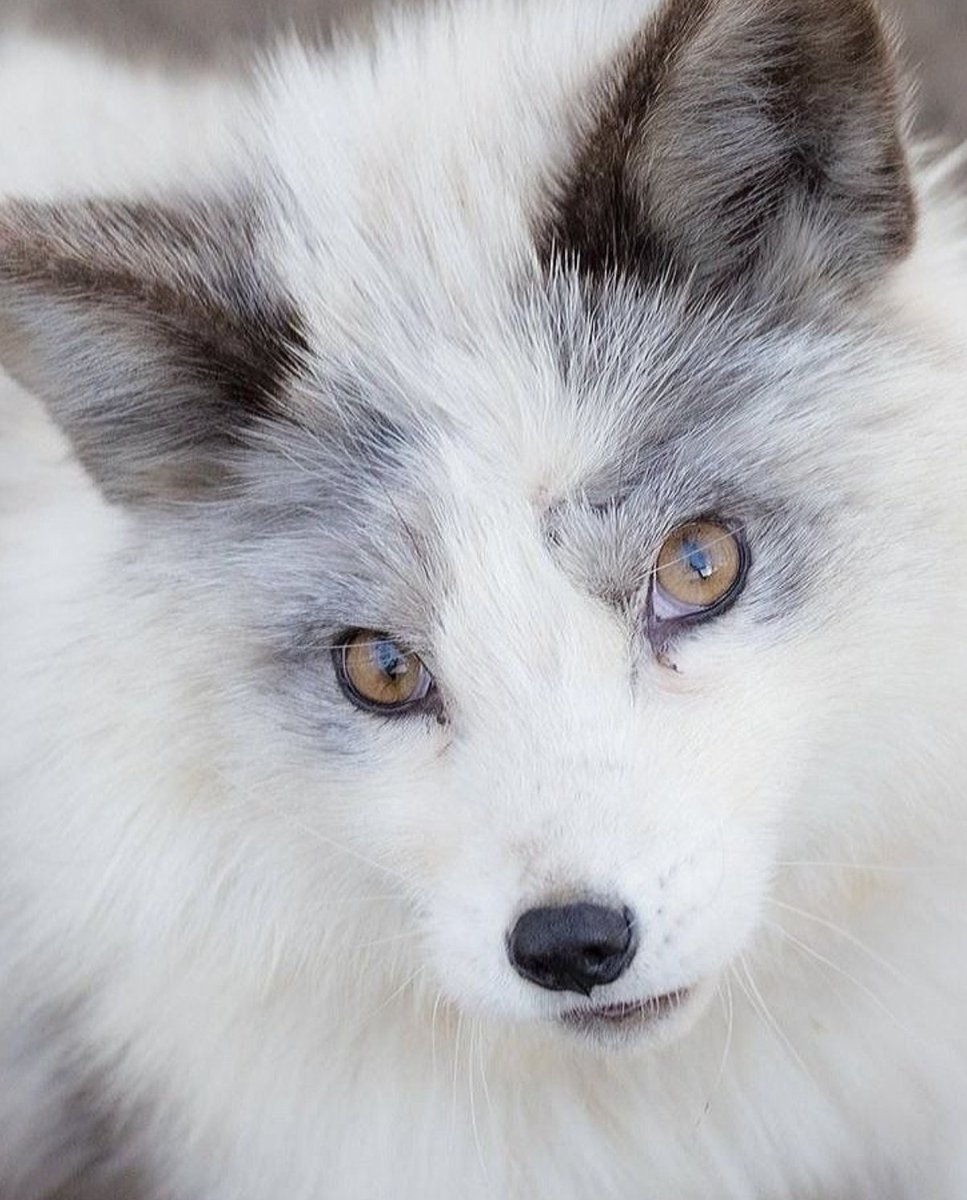 Arcana Oceanis lagi PO | Asta Ebrahim tweet media