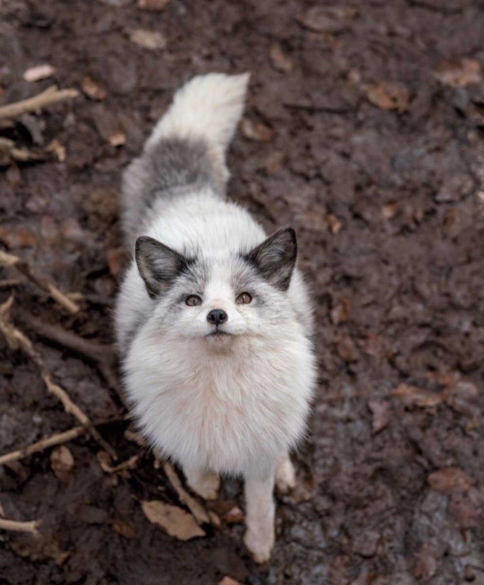 Arcana Oceanis lagi PO | Asta Ebrahim tweet media