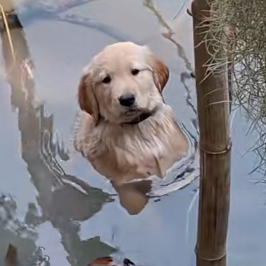 thedinojelly's tweet photo. ลูกม๋าตกน้ำ 🐶

ㅡ #LatteTNC https://t.co/UZKTp8oVQq