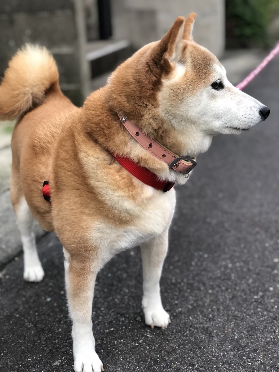 ぴよひこ tweet media