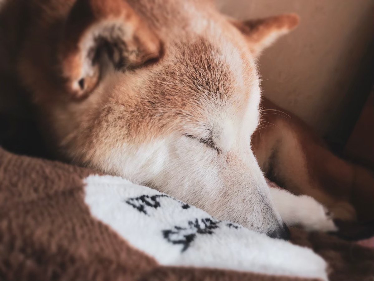 ぴよひこ tweet media