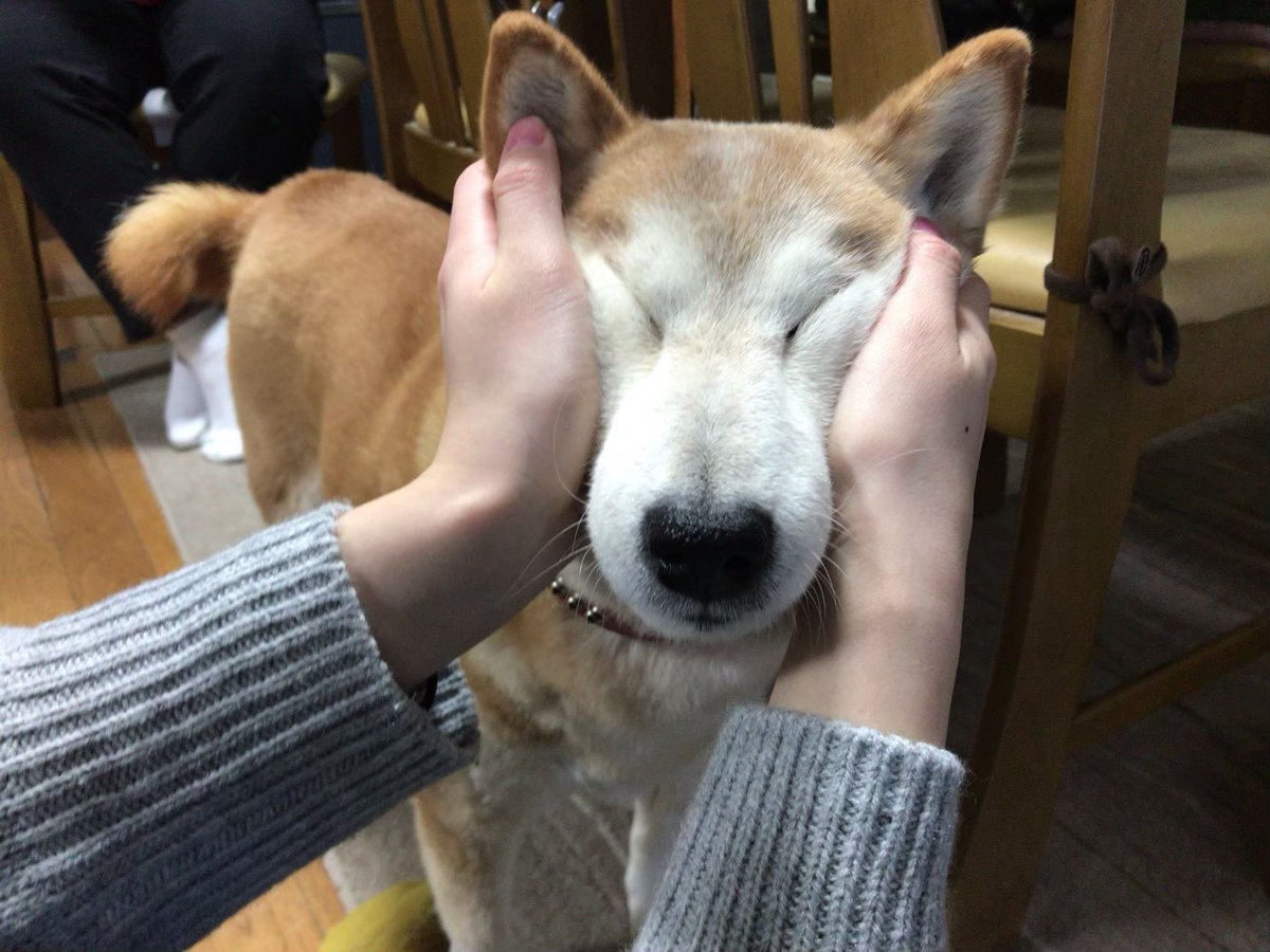 ぴよひこ tweet media