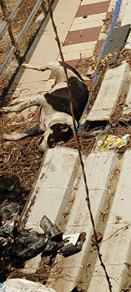 Chinmaya Behera tweet media