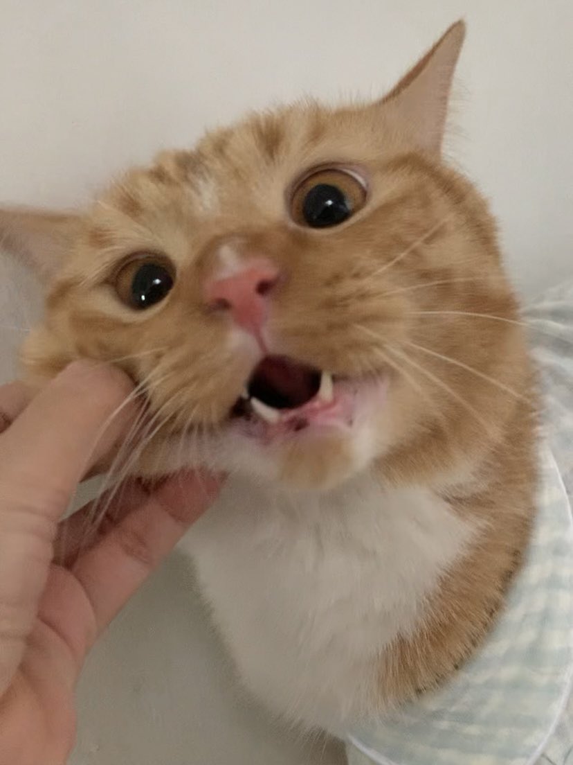 Sam 🦖 tweet media