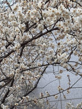 SusanLeachu's tweet photo. 버꽃 진짜 이쁘다 🌸📷 #일상계_𝕏친소 #맘눌뎀 #트친소_𝕏친소 https://t.co/ATBuSd1KJF