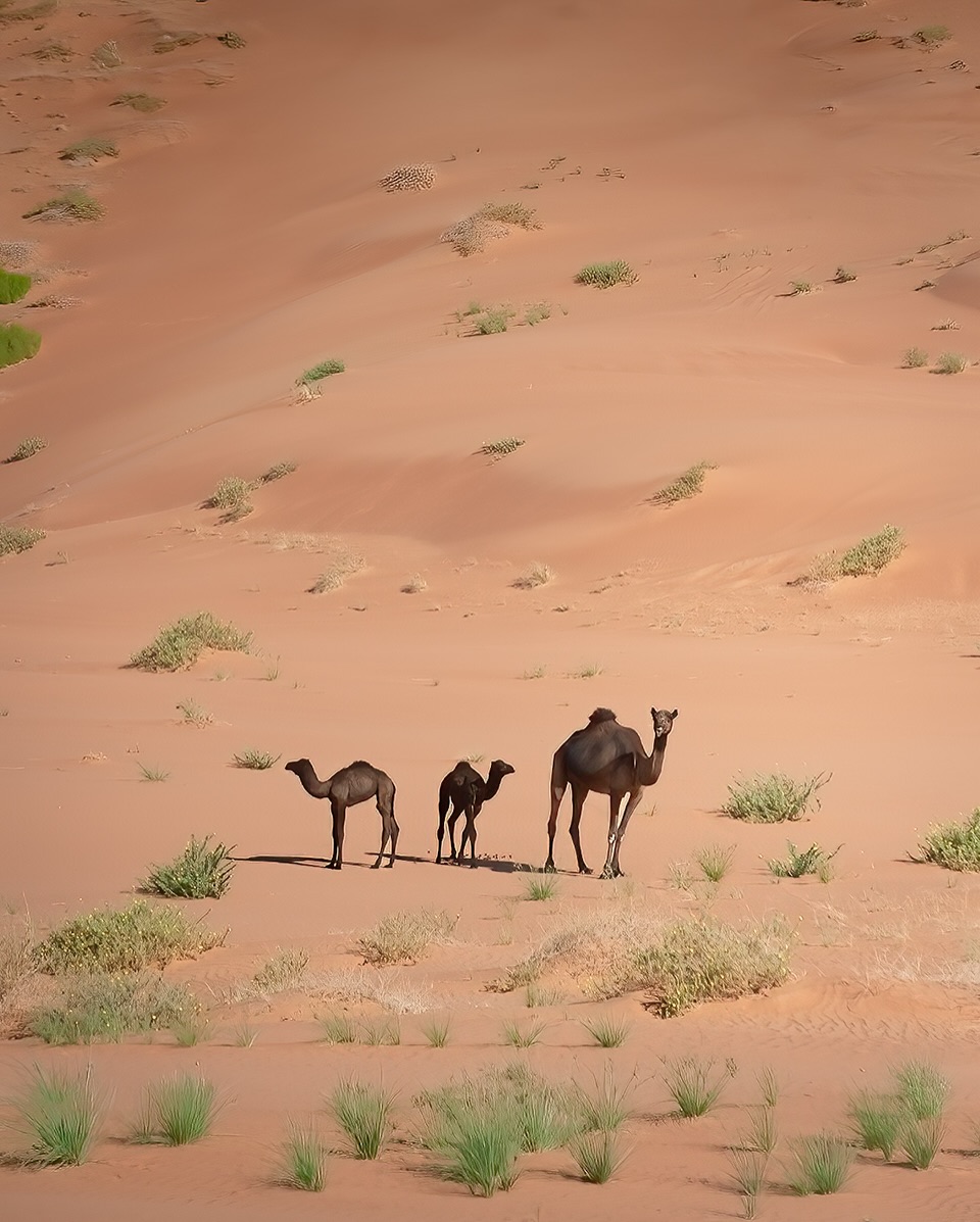 WanderLens tweet media