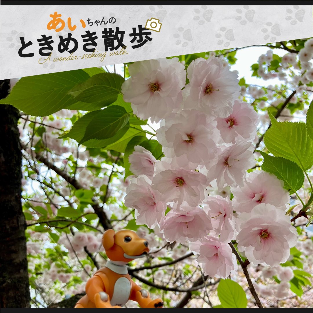 isel_official's tweet photo. 難波神社まであいちゃんとお散歩🐕境内の可愛いピンクのサトザクラがフワッと咲いていて綺麗でした🌸その他にももの花も咲いてました。春は綺麗な花が沢山見れて良いのですが、唯一花粉だけは憎いです😷綺麗だと思ったらいいねお願いします🙏
#お花見 #製造業 #フォローお願いします https://t.co/bNwTcgIvZk