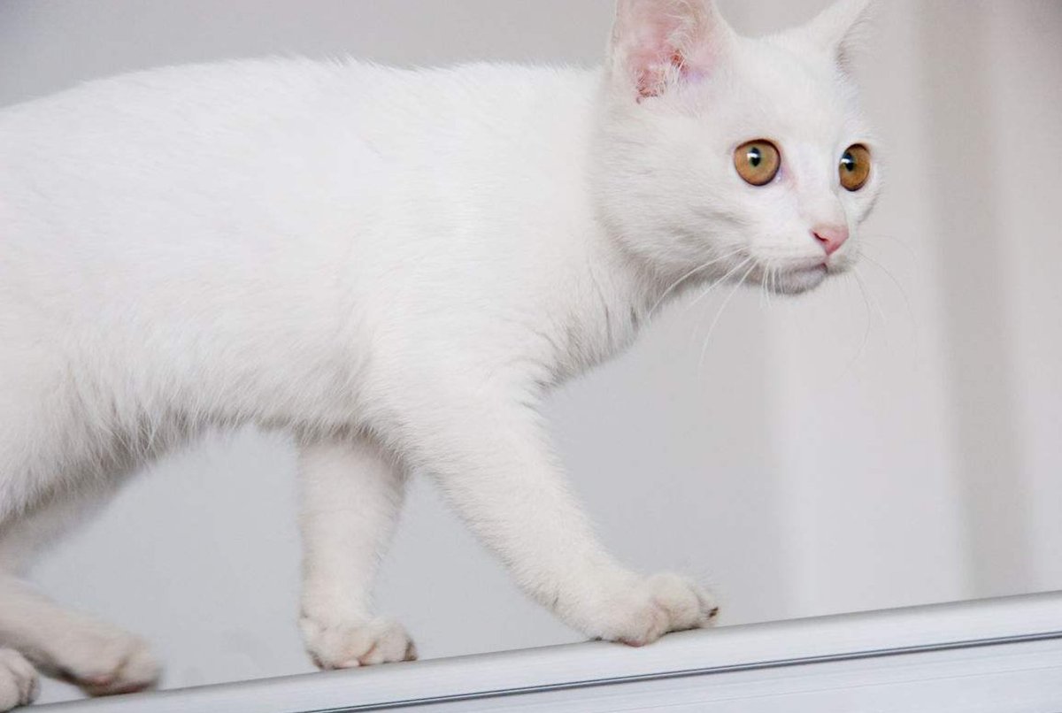 nirush gamango nirush gamango tweet media