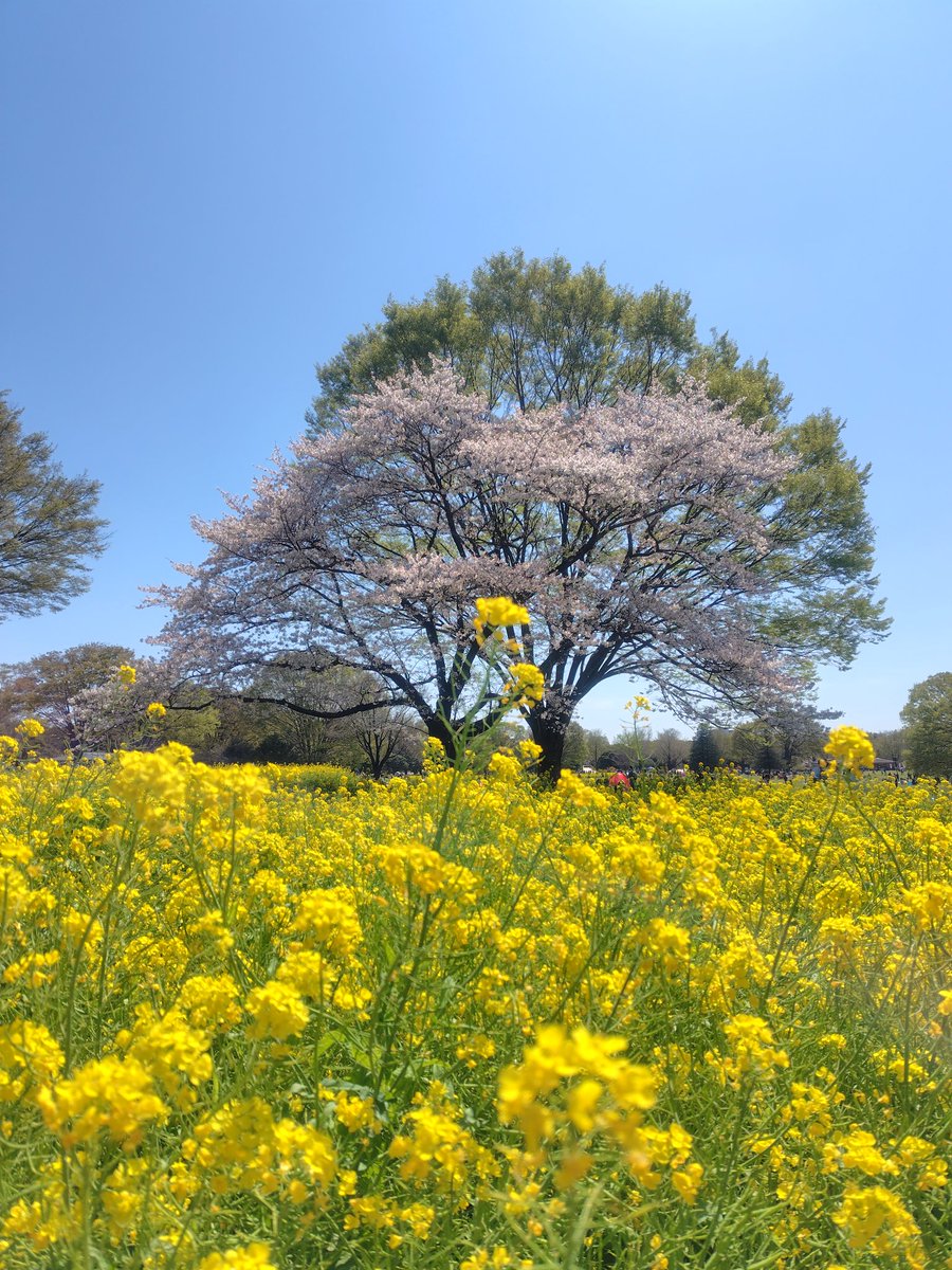 riccan39's tweet photo. 先週の昭和記念公園も良き
春はお散歩がはかどるけど、足が痛い https://t.co/hHZFlJOFlM