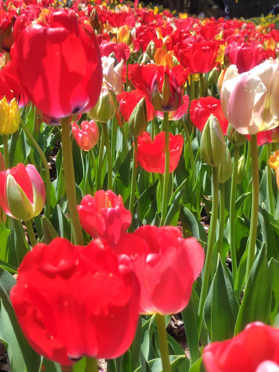 riccan39's tweet photo. 先週の昭和記念公園も良き
春はお散歩がはかどるけど、足が痛い https://t.co/hHZFlJOFlM