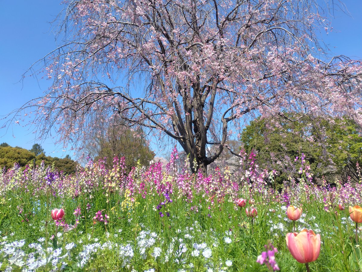 riccan39's tweet photo. 先週の昭和記念公園も良き
春はお散歩がはかどるけど、足が痛い https://t.co/hHZFlJOFlM