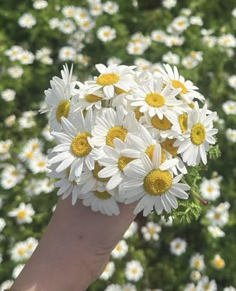 🇹🇷 Türük Qara Ayal🇹🇷 (ADSIZ biri) tweet media