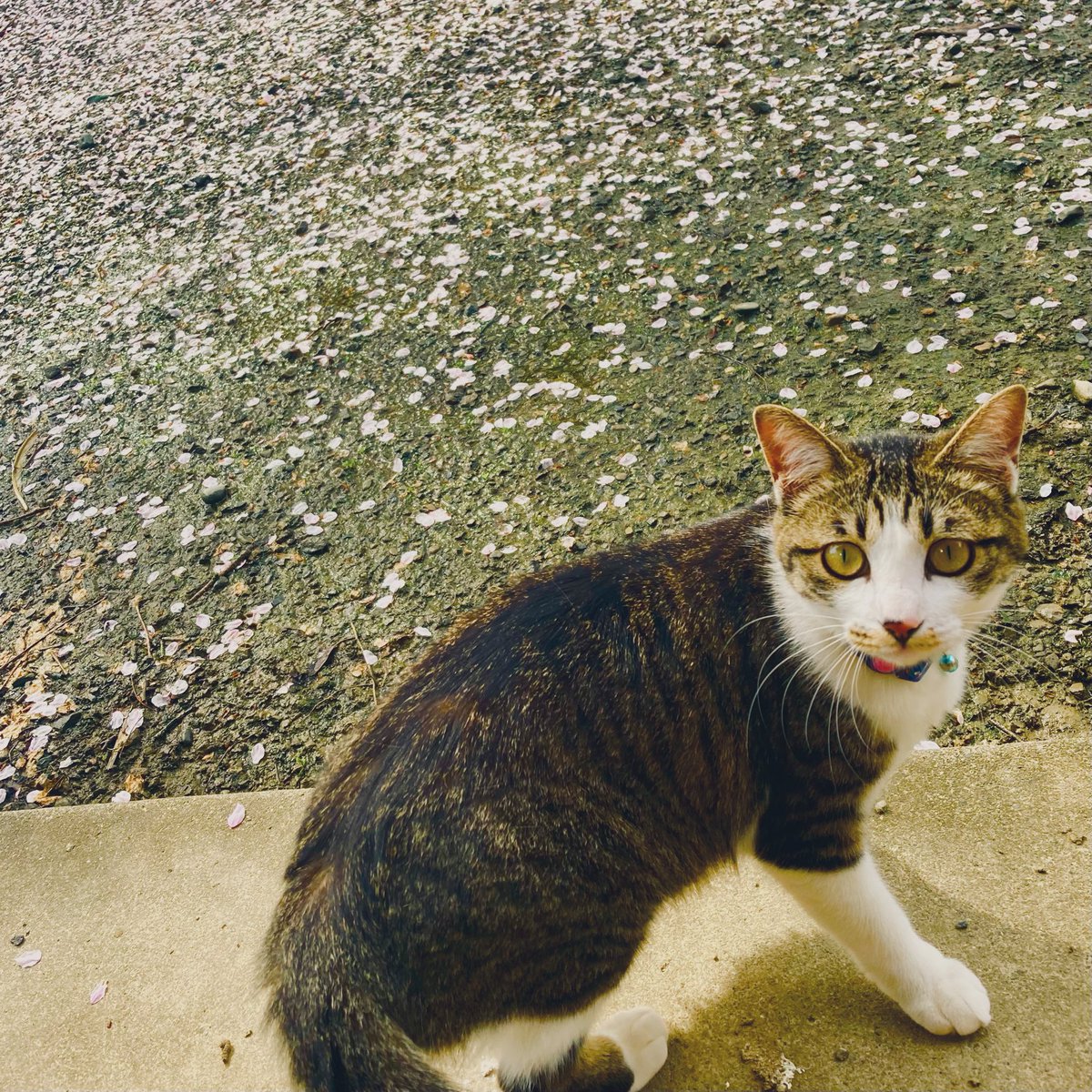 urara_locals's tweet photo. 昨日の追記。

そしてなんと!!
また増えて
９匹になりました…笑
🐱🐱🐱🐱🐱🐱🐱🐱🐱
#ねこまみれ https://t.co/e98au51nOw