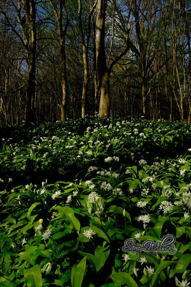 SamWlandscapes's tweet image. Wild garlic in a local village #flowers #landscapes #woodlands
