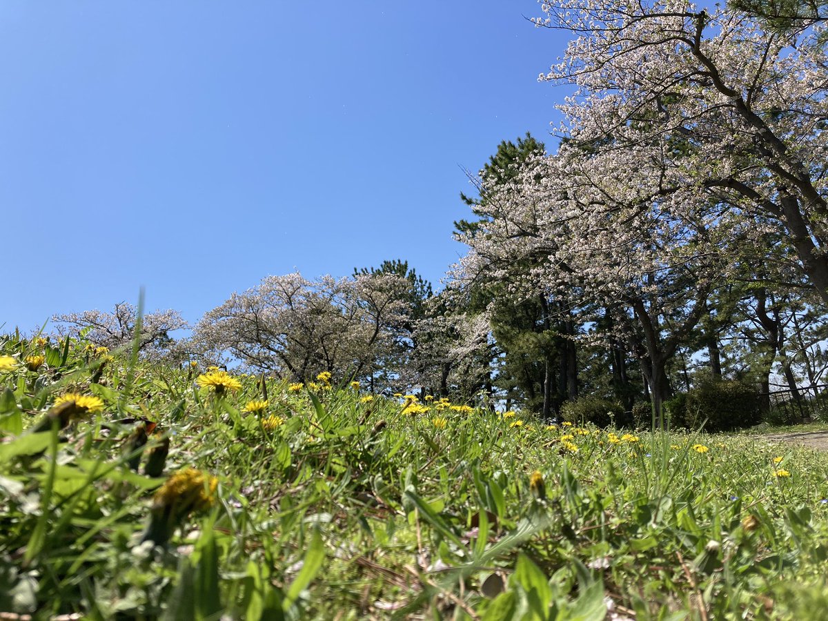 luteymd's tweet photo. さんぽ～🎶
まだまだ咲いてる桜とうっすら新緑が👍いいね
おまけに牡丹まで！
#野島 https://t.co/7qXe4AhBFp