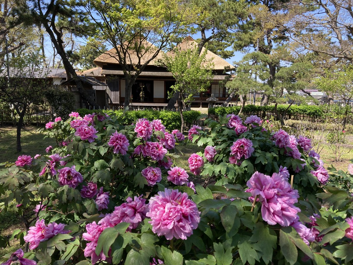 luteymd's tweet photo. さんぽ～🎶
まだまだ咲いてる桜とうっすら新緑が👍いいね
おまけに牡丹まで！
#野島 https://t.co/7qXe4AhBFp