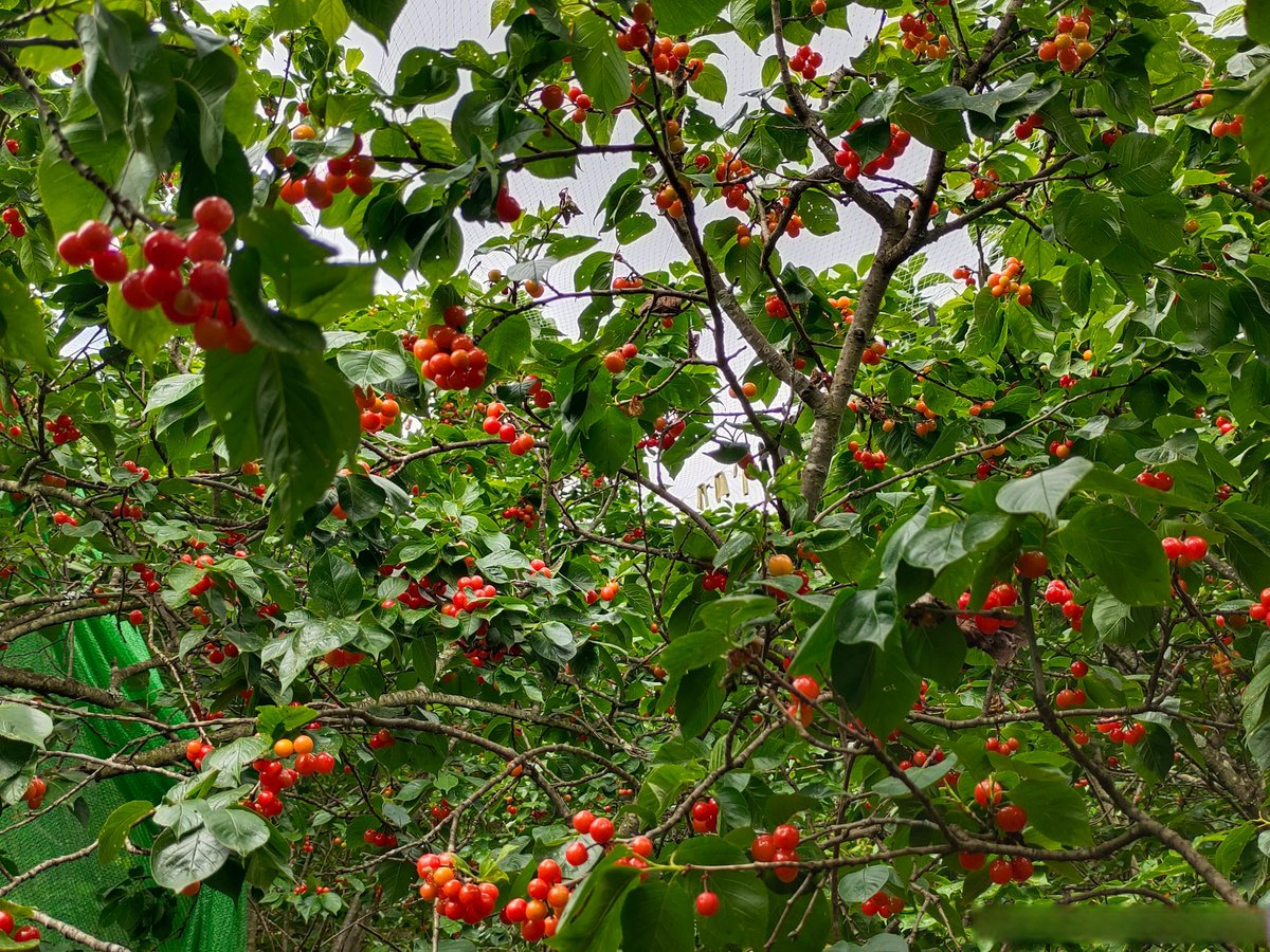 Katrina Perry tweet media