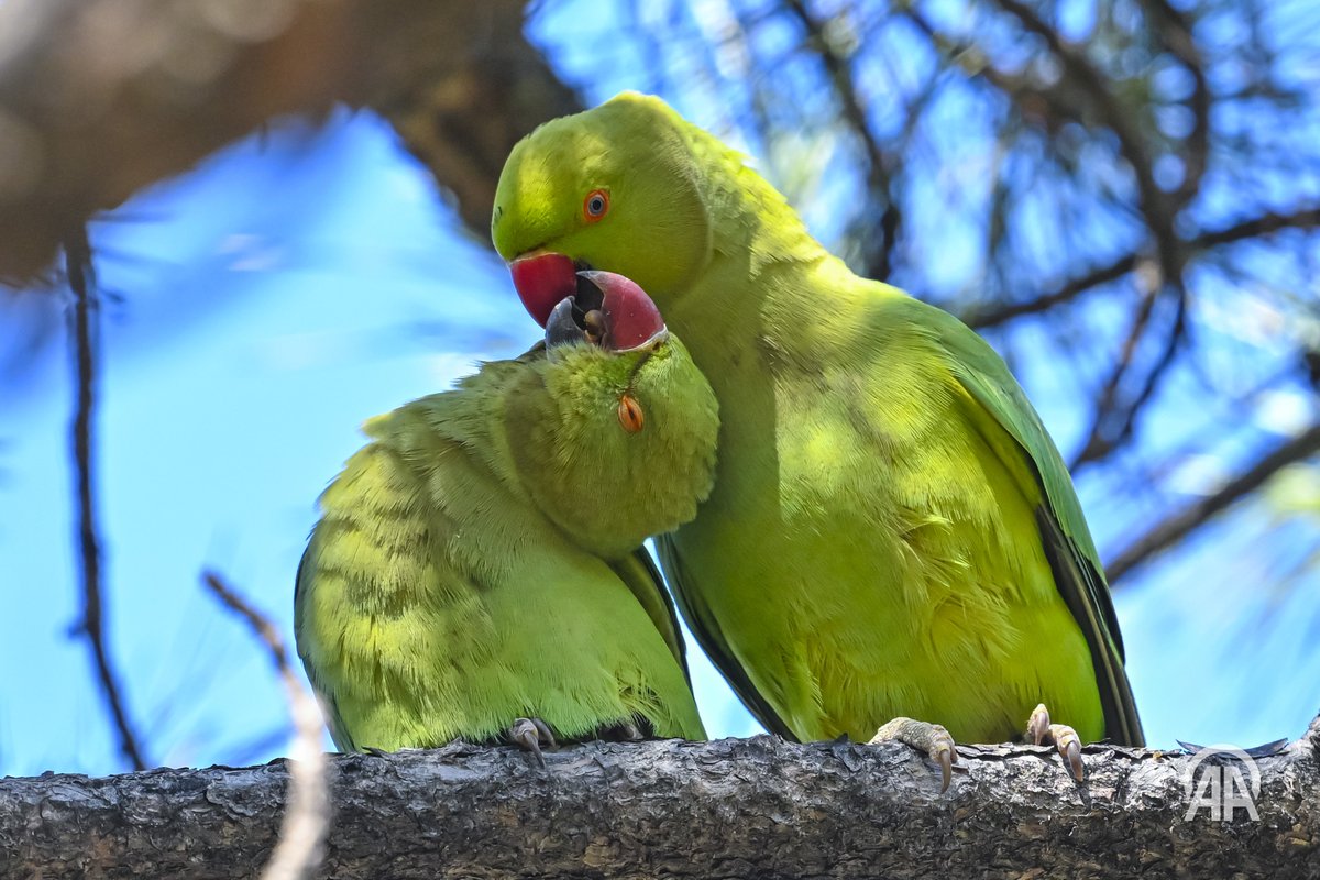 Aytaç Ünal tweet media
