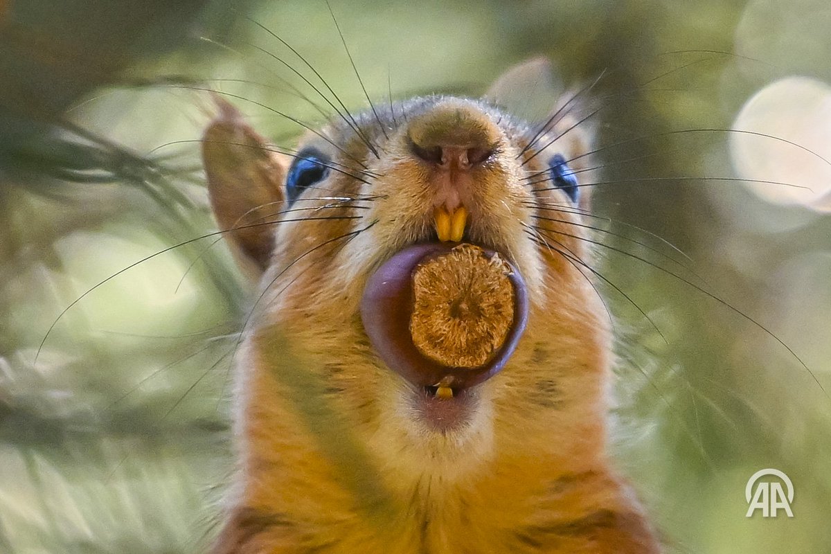 Aytaç Ünal tweet media