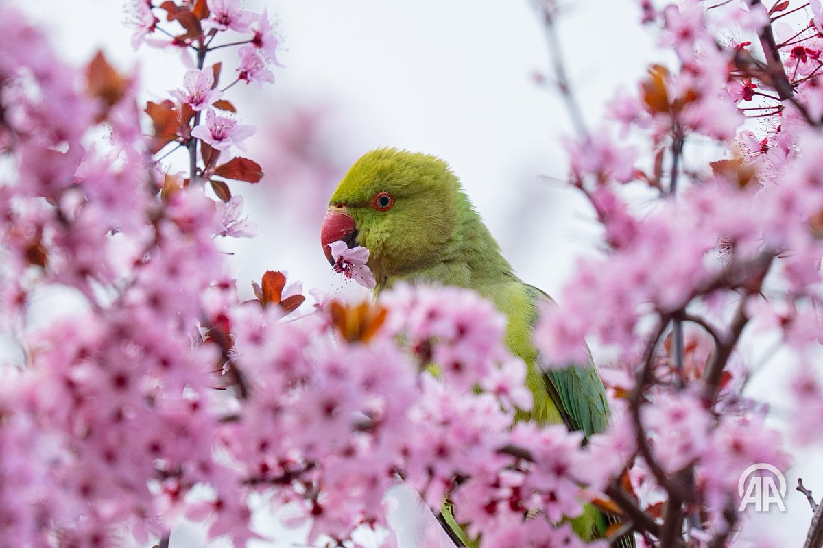 Aytaç Ünal tweet media