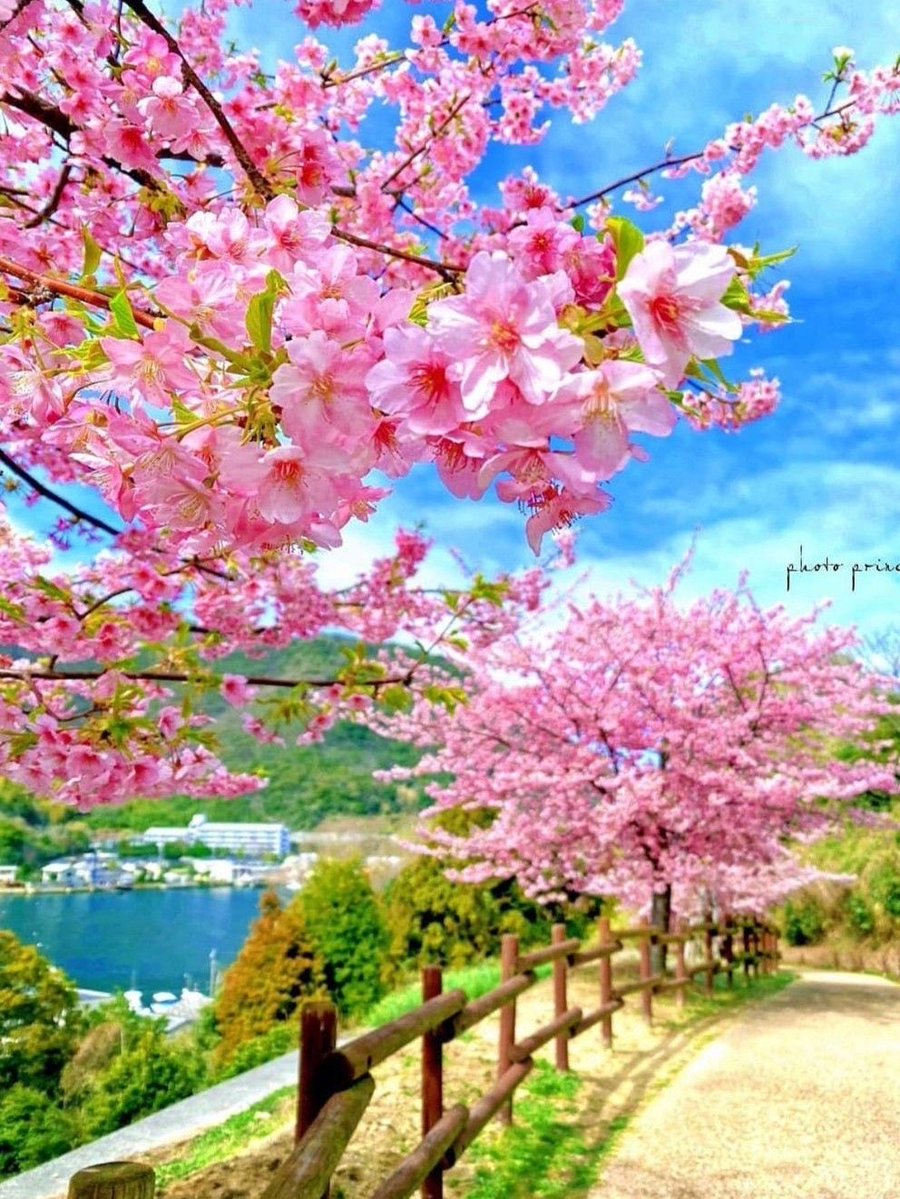 Ata Pasha tweet media