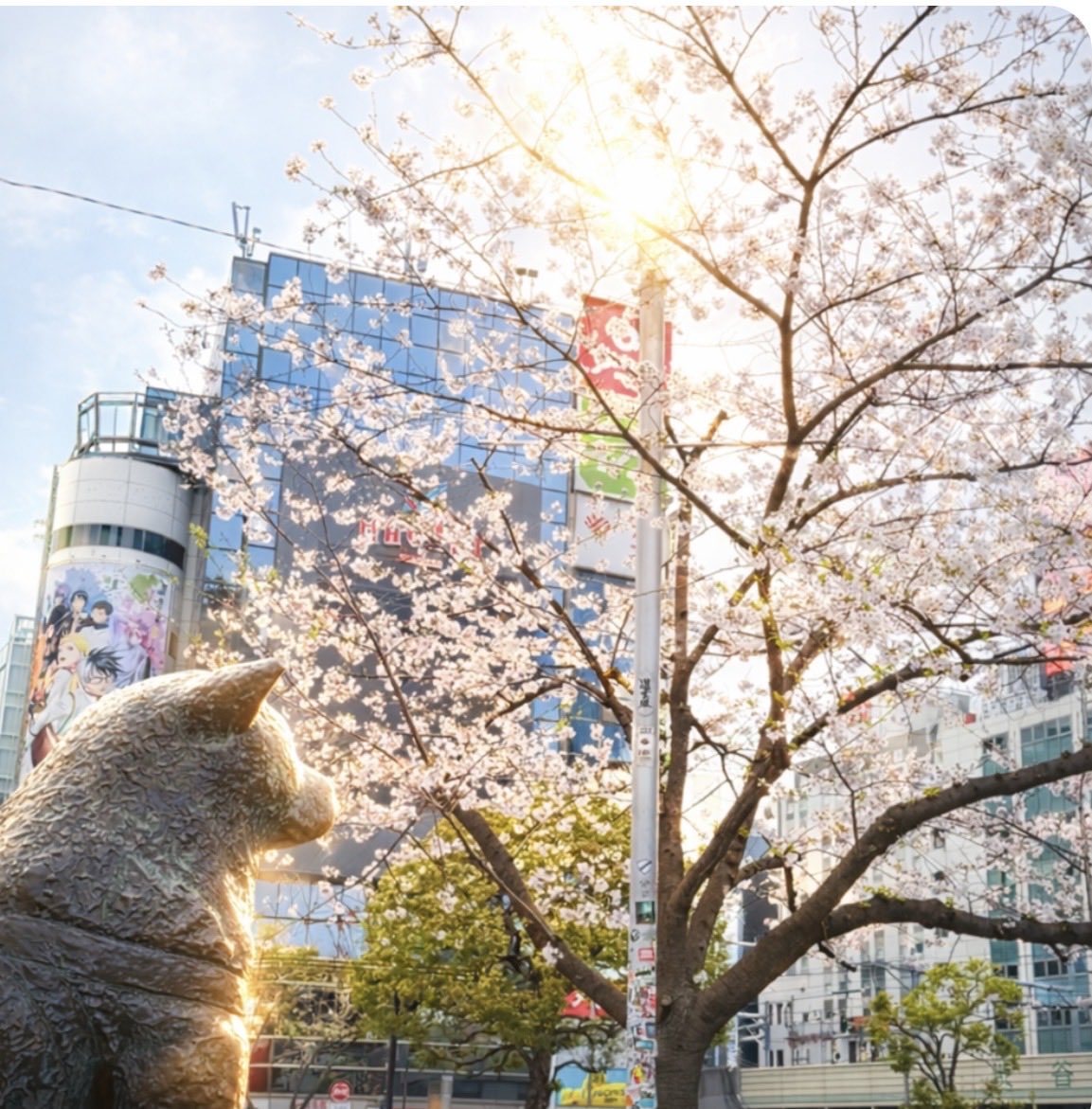 MANA🍥応援アカウント🍥 tweet media