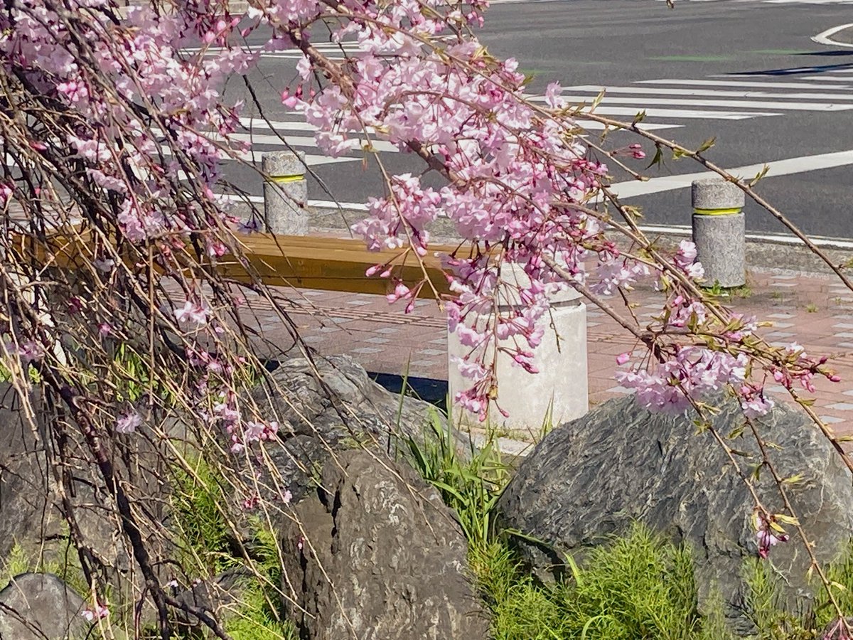 瀬来未央 Serai Mio tweet media