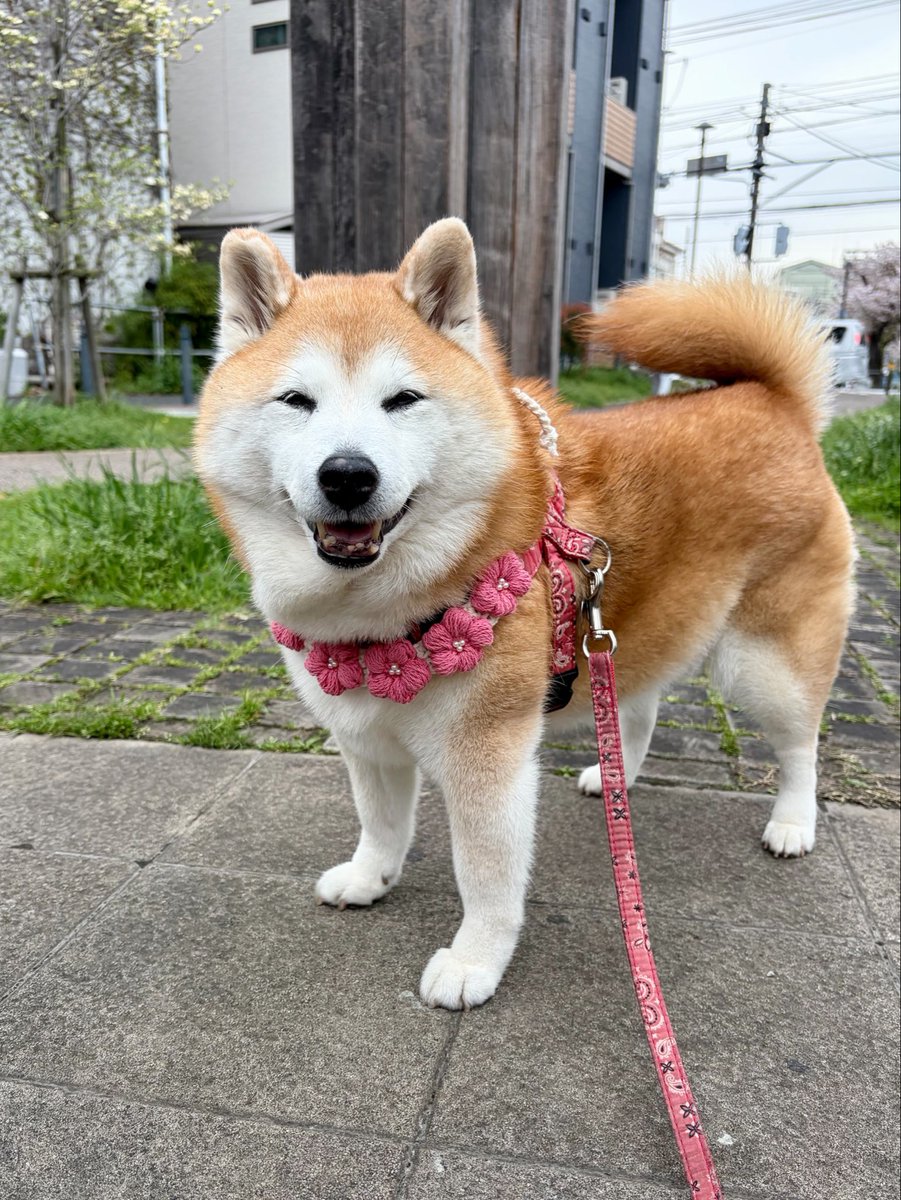 祥&柴犬のまるちゃん tweet media