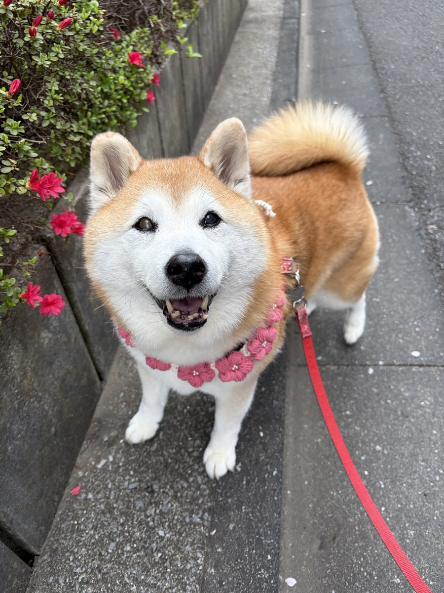 祥&柴犬のまるちゃん tweet media