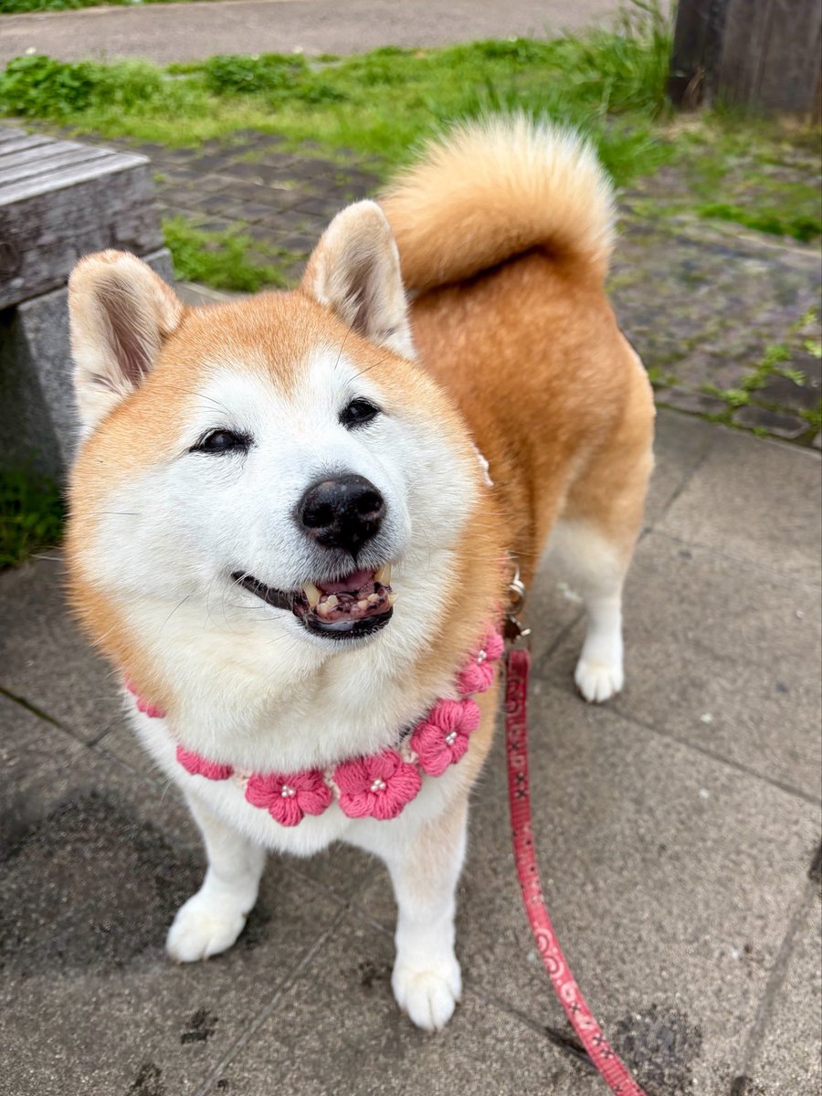 祥&柴犬のまるちゃん tweet media
