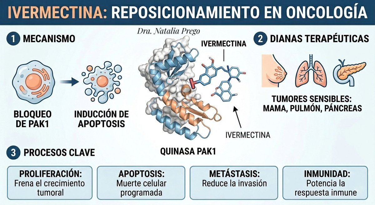 DoctoraPrego's tweet photo. 𝐈𝐯𝐞𝐫𝐦𝐞𝐜𝐭𝐢𝐧𝐚 𝐜𝐨𝐦𝐨 𝐟𝐚́𝐫𝐦𝐚𝐜𝐨 𝐫𝐞𝐩𝐨𝐬𝐢𝐜𝐢𝐨𝐧𝐚𝐝𝐨 𝐞𝐧 𝐨𝐧𝐜𝐨𝐥𝐨𝐠𝖎𝐚

La ivermectina actúa como un bloqueador de la quinasa PAK1 (una enzima de tipo quinasa serina/treonina  fundamental en el control de la arquitectura celular y la supervivencia). Asimismo es una proteína compuesta por una cadena de aminoácidos plegada que suele estar  frecuentemente sobreexpresada o amplificada en tumores de mama, pulmón (especialmente de células escamosas), páncreas y melanoma. 

Su inhibición puede inducir la muerte de células cancerosas "adictas" a esta señalización.

𝗕𝗹𝗼𝗾𝘂𝗲𝗼 𝗱𝗲 𝗹𝗮 "𝐕í𝐚 𝐝𝐞 𝐒𝐮𝐨𝐞𝐫𝐯𝐢𝐯𝐞𝐧𝐜𝐢𝐚": Al inhibir PAK1, la ivermectina corta la señalización que las células cancerosas usan para ignorar las señales de muerte celular. Esto es inducción de apoptosis.

𝗜𝗺𝗽𝗮𝗰𝘁𝗼 𝗲𝗻 𝗰𝗮́𝗻𝗰𝗲𝗿𝗲𝘀 "𝗮𝗱𝗶𝗰𝘁𝗼𝘀" 𝗮 𝗣𝗔𝗞1: 
En tumores donde el gen de PAK1 está amplificado (como en ciertos tipos de cáncer de mama triple negativo), la célula depende tanto de esta enzima que su inhibición por la ivermectina resulta especialmente tóxica para el tumor, pero menos para las células sanas.

Al inhibir PAK1, la ivermectina interfiere en procesos críticos:
𝐏𝐫𝐨𝐥𝐟𝐞𝐫𝐚𝐜𝐢𝐨́𝐧 𝐂𝐞𝐥𝐮𝐥𝐚𝐫: Frena el ciclo de crecimiento de las células tumorales.
𝐀𝐮𝐭𝐨𝐟𝐚𝐠𝖎𝐚 𝐲 𝐀𝐩𝐨́𝐩𝐭𝐨𝐬𝐢𝐬: Favorece los mecanismos de muerte celular programada.
𝐌𝐞𝐭𝐚́𝐬𝐭𝐚𝐬𝐢𝐬: Reduce la motilidad y capacidad de invasión de las células cancerosas.
𝐈𝐧𝐦𝐮𝐧𝐨𝐦𝐨𝐝𝐮𝐥𝐚𝐜𝐢𝐨́𝐧: Puede potenciar la respuesta del sistema inmune contra el tumor