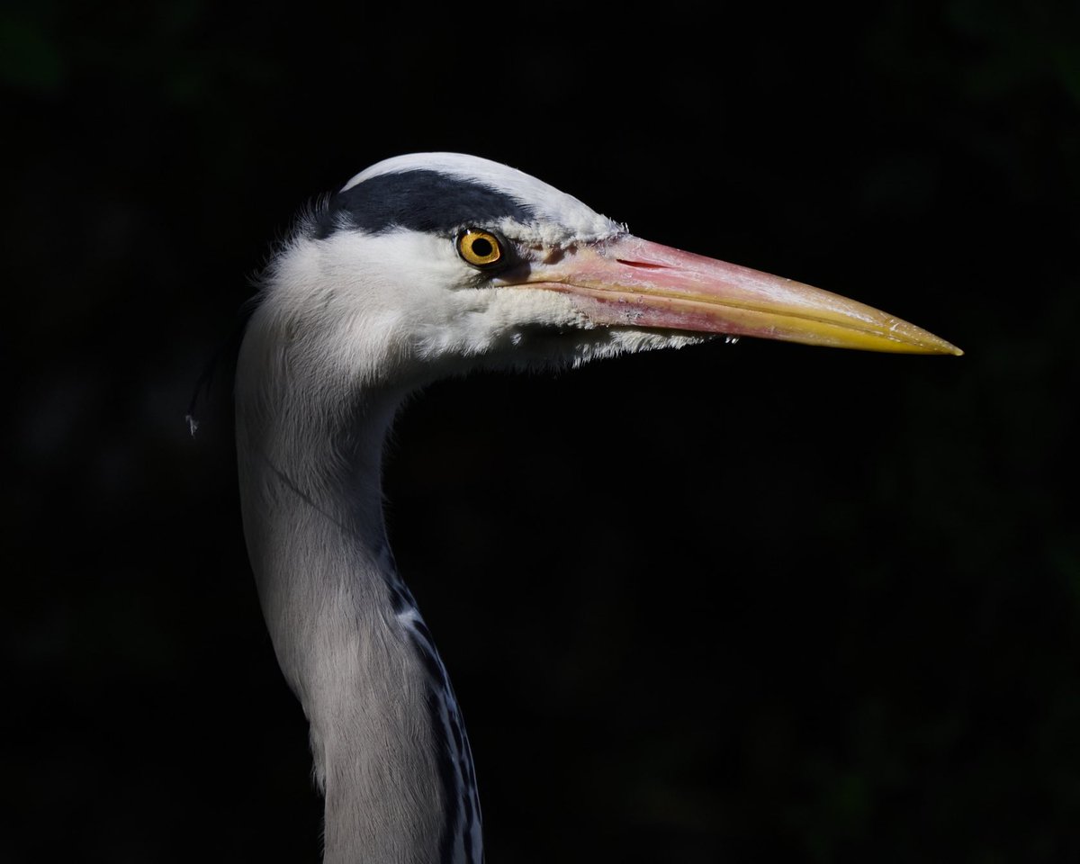 paul hayes tweet media