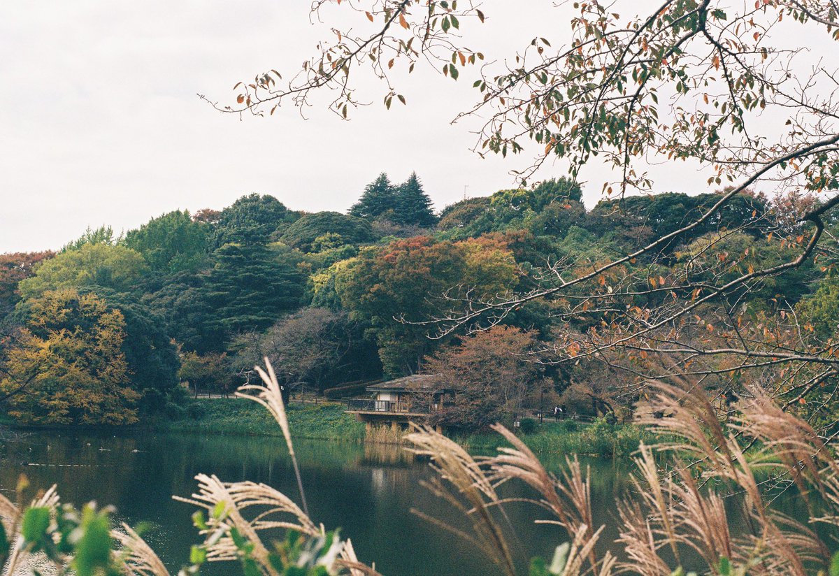 a3c0c67_'s tweet photo. やっと現像したから、いまさらになって秋っていいよねって話
#film https://t.co/nW4tRPkCEx