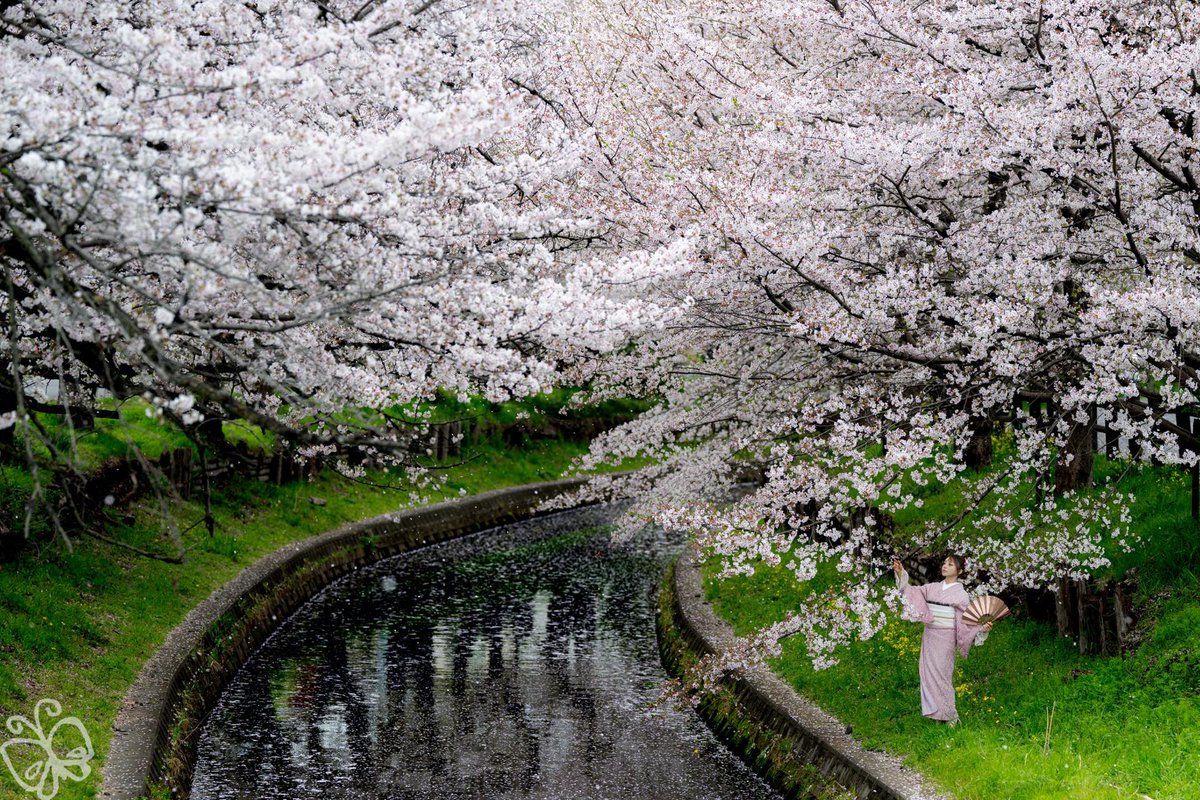 杉さん@てふてふ tweet media