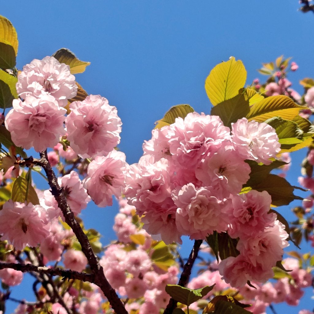 Жpicles0818Ж tweet media