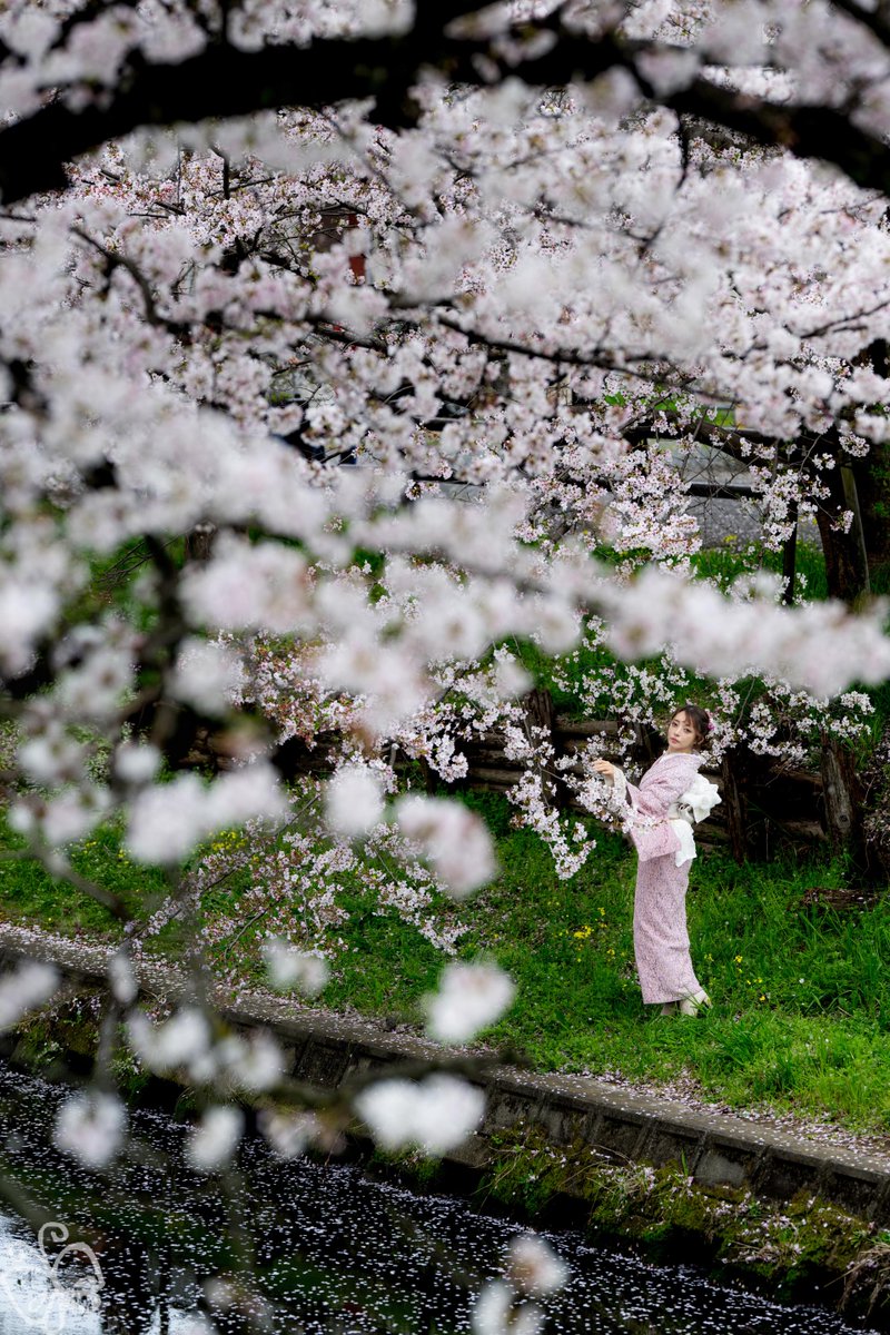 〜カティーさん〜
桜の中でポツンとカティー
#桜 #桜満開 🌸企画 ✨😀 📸
#カティー <a href="/kattyphoto/">カティーkatty*写真タグ付け垢*</a> <a href="/photostrolltag/">フォトストロール撮影会@タグ付用(フォトスト)</a>