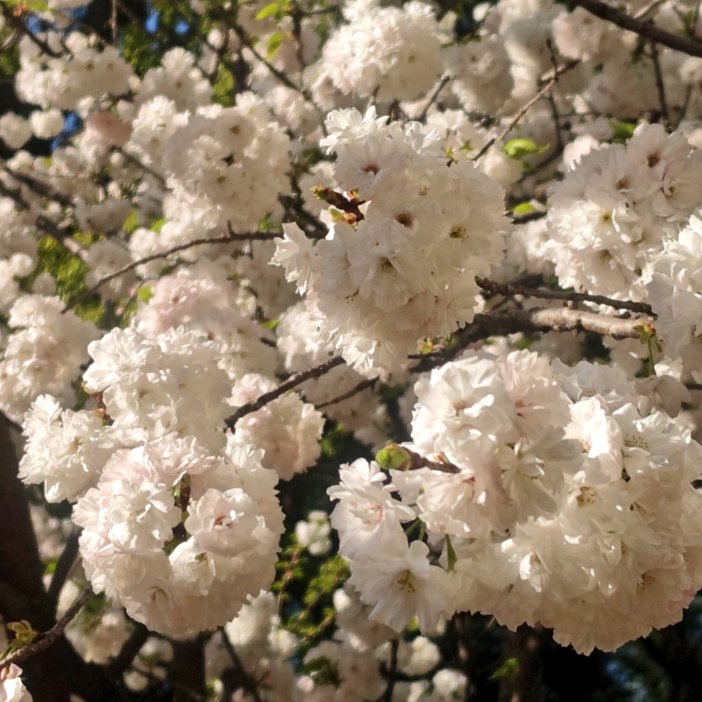 Жpicles0818Ж tweet media