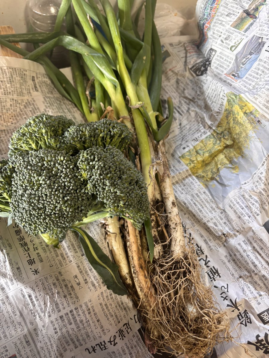 唐草🪼 tweet media