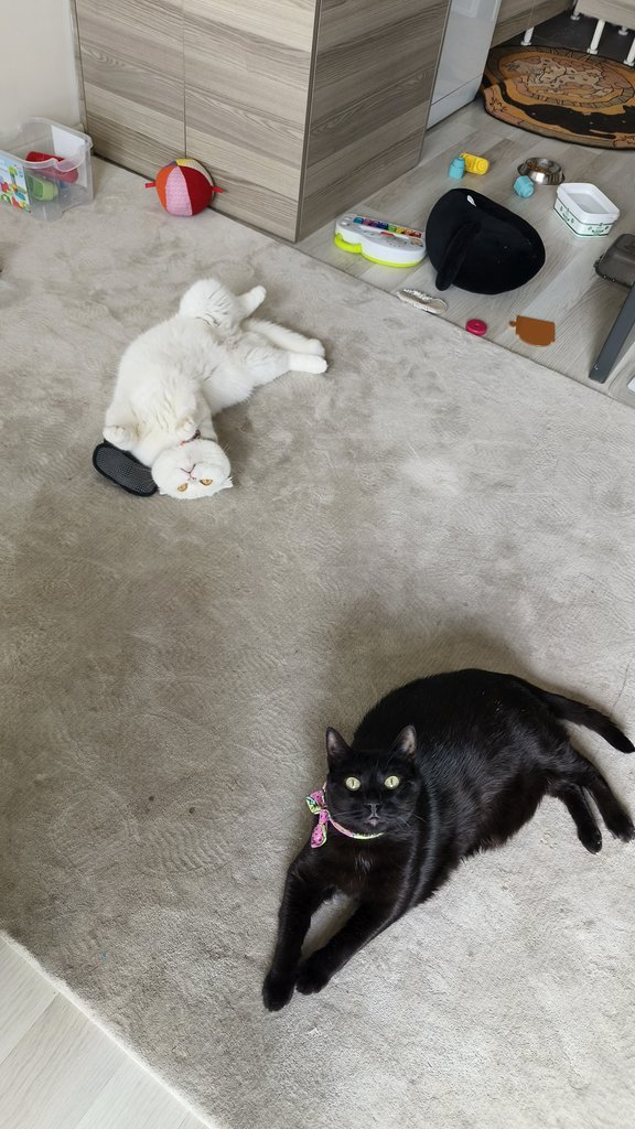 cucucu Gece & Gündüz tweet media