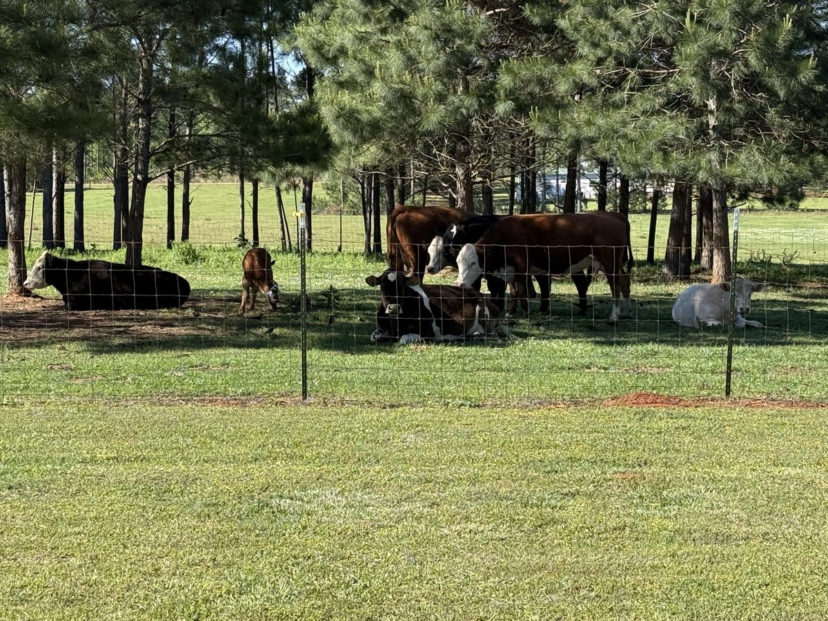 John Morgan tweet media