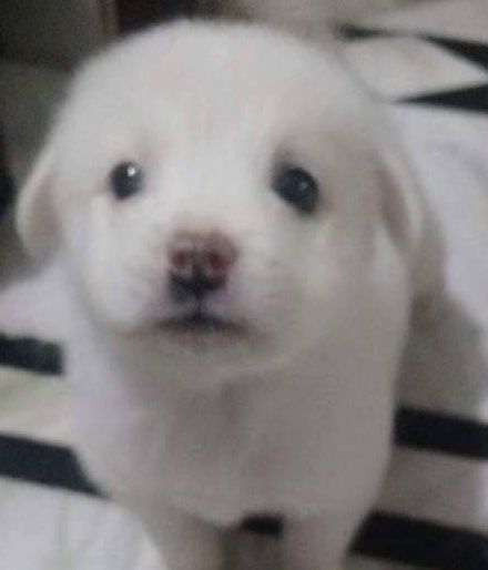 규잉。 tweet media