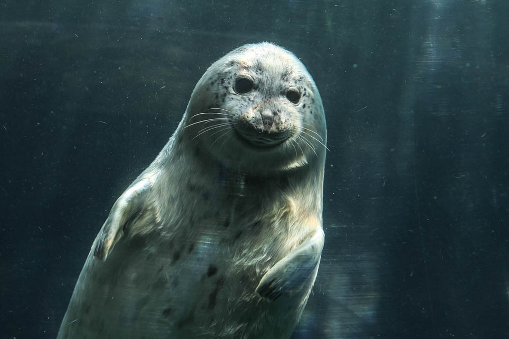 24h_live_24h's tweet image. アクリルで鼻がつぶれて
笑っているようなアザラシの赤ちゃん😃
…ちょっと怖い🦭⁉

A baby seal pressing its nose against the glass 🦭
It almost looks like a smile 😃
…kind of creepy?

[by MI ][Photo by sakurai]
#LiveZooInAsahiyama #旭山動物園 #zoo #ゴマフアザラシ #アザラシ #麦仔