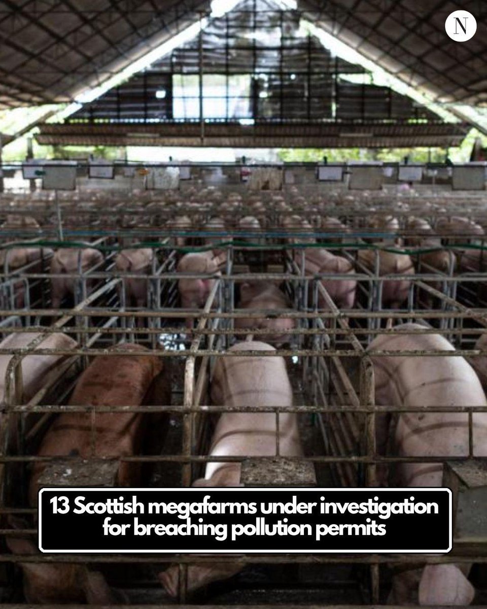 The National tweet media